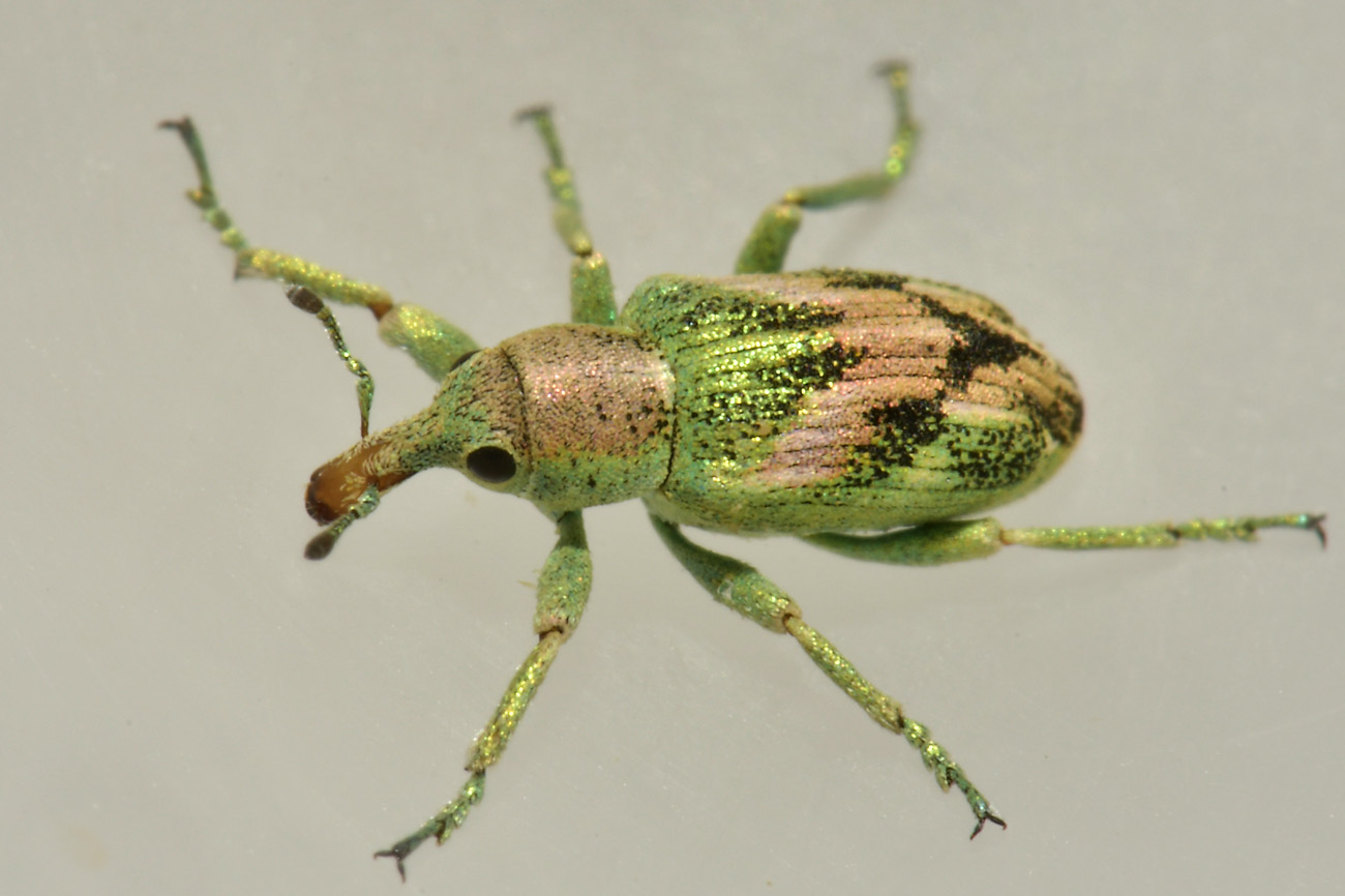 Curculionidae: Coniatus suavis? Sì.